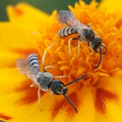 Halictus scabiosae