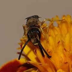 Halictus scabiosae