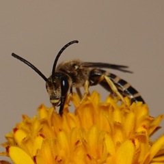 Halictus scabiosae