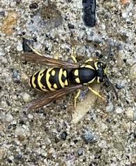 Vespula atropilosa