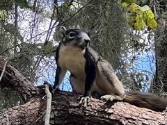 Sciurus niger shermani