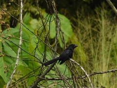 Crotophaga sulcirostris
