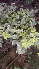 Aegopodium podagraria