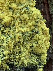 Fuligo septica