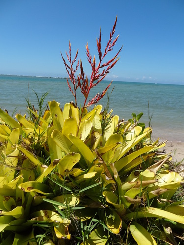 Aechmea blanchetiana