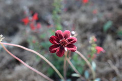 Cosmos atrosanguineus