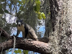 Sciurus niger shermani