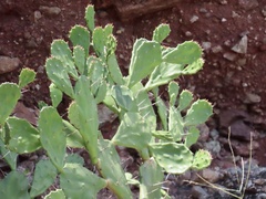 Opuntia stricta