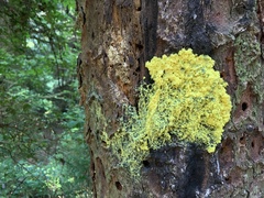 Fuligo septica