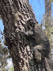 Sciurus niger shermani
