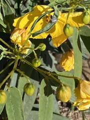 Senna roemeriana