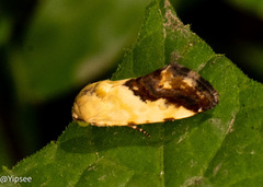Acontiini
