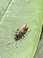 Cratichneumon