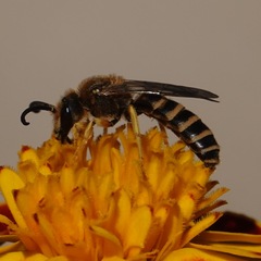 Halictus scabiosae