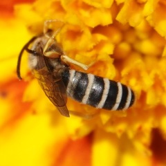 Halictus scabiosae