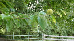 Castanea