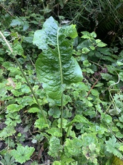 Rumex obtusifolius