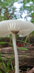 Leucocoprinus fragilissimus