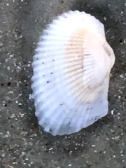 Arcidae