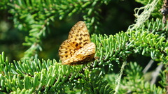 Boloria chariclea