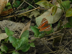 Anartia amathea