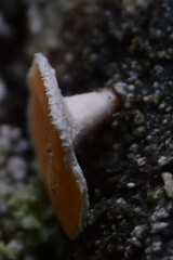 Lachnellula