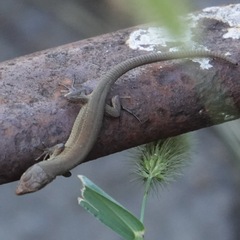 Podarcis melisellensis