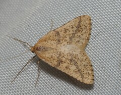 Aspitates ochrearia