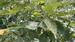 Quercus muehlenbergii