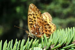 Boloria chariclea