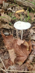 Leucocoprinus fragilissimus