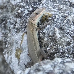 Podarcis melisellensis