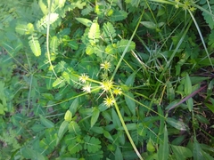Cyperus croceus