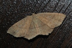 Cyclophora ruficiliaria