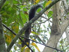 Sciurus stramineus