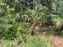 Heliconius charithonia