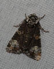 Craniophora ligustri