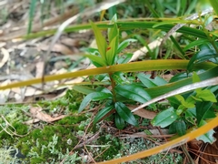 Metrosideros excelsa