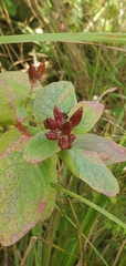 Hypericum virginicum