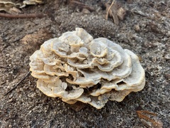 Fungi