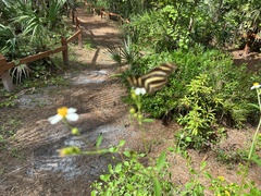 Heliconius charithonia