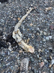 Acipenser transmontanus