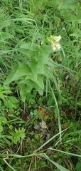 Hasteola suaveolens