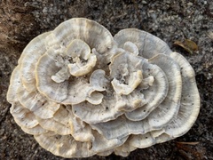 Fungi
