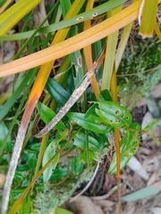 Metrosideros excelsa