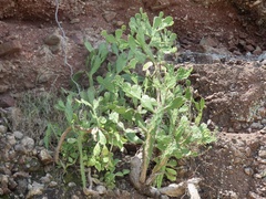 Opuntia stricta