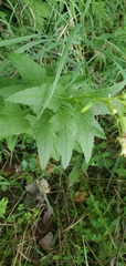 Hasteola suaveolens