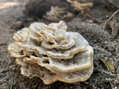 Fungi