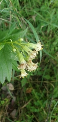 Hasteola suaveolens