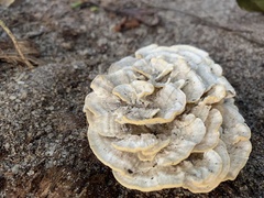 Fungi